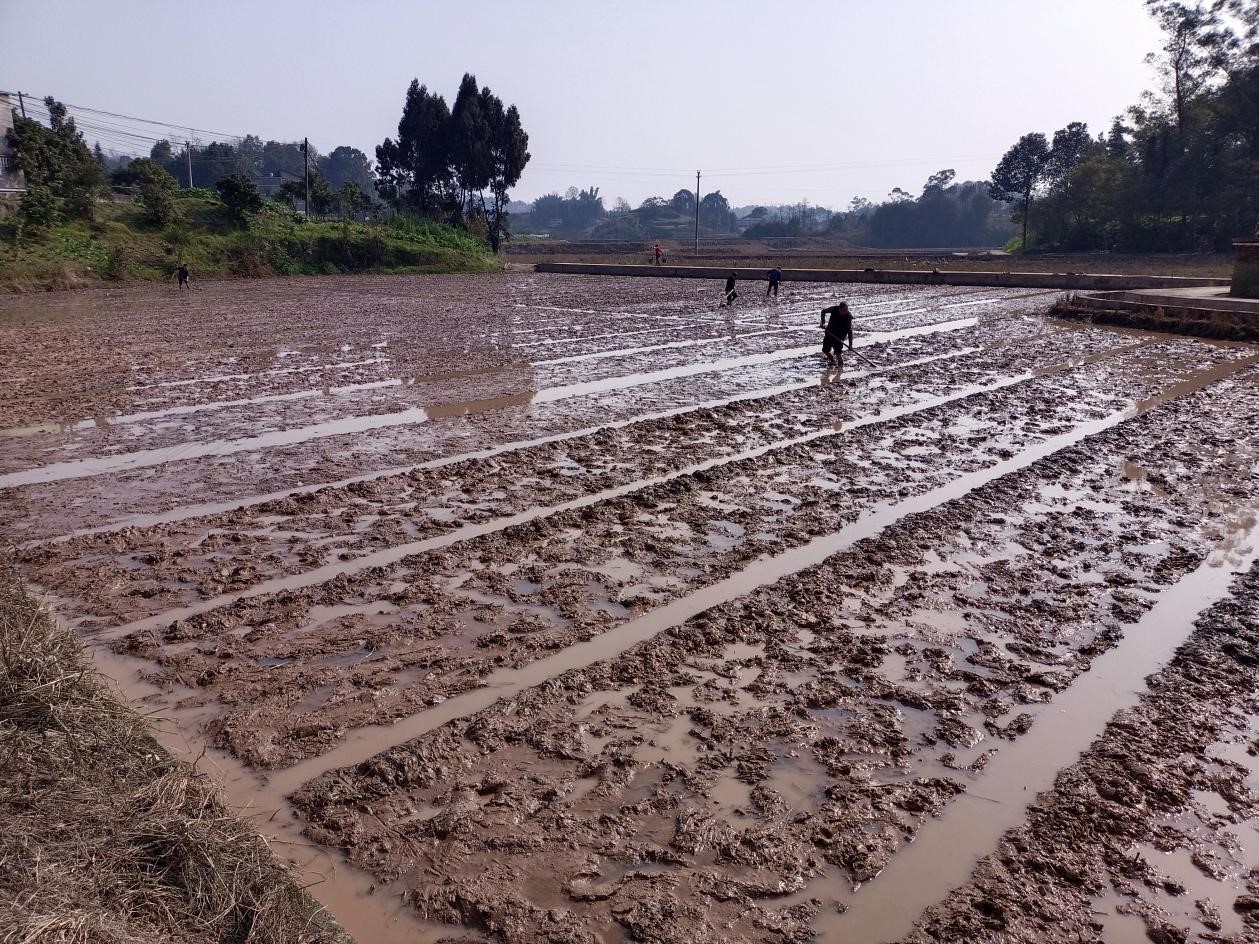 江陽區分水嶺鎮:抓實飯碗工程 助力春耕生産