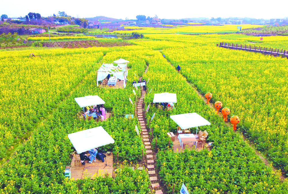 踏青赏花去哪里  万亩油菜花海等你来