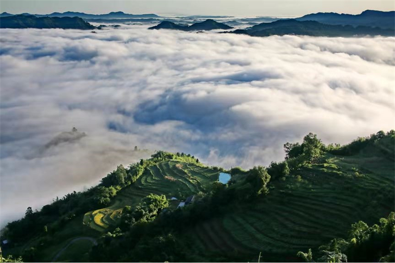 創建天府旅遊名縣：冷嗎？納溪的春天已經美成了一片“海”！