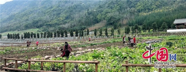 蘆山：春耕生産熱火朝天