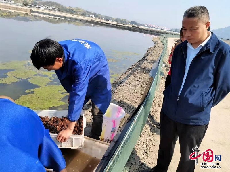 開春投苗忙  蝦苗活力強