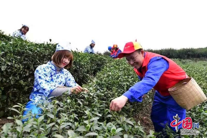 “紅馬甲”電靚邵塆村 春芽飄香産業興