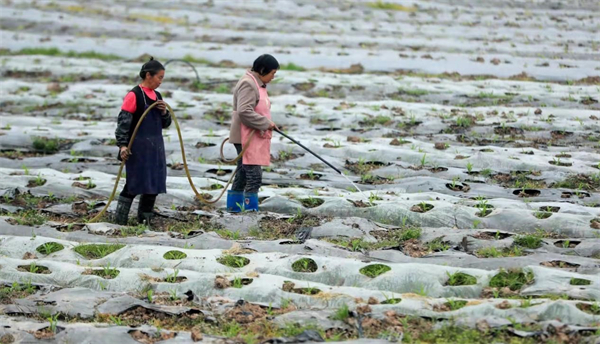 江陽區(qū)分水嶺鎮(zhèn):落實糧食擴種 科學播撒希望