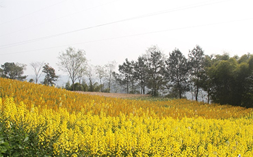 乐山市犍为县龙门花海景区：千亩鲜花竞争艳