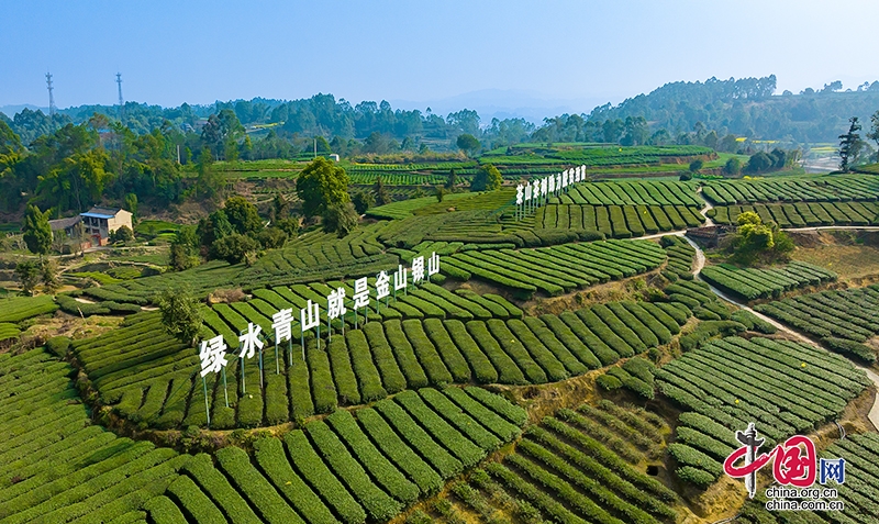 自贡荣县：春茶采摘正当时 预计产量达6300吨产值8.5亿元