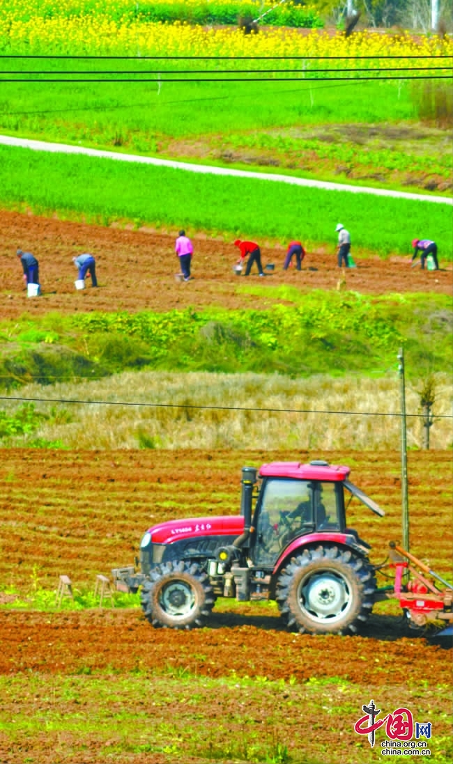 復墾撂荒地近4萬畝、大春糧食總播面積65萬畝——西充“良田糧用”裝滿百姓“米袋子”