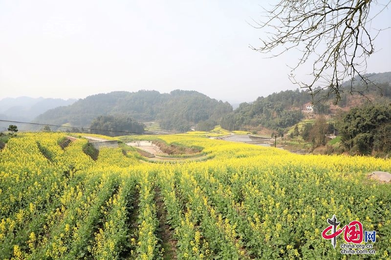 長寧黃桷村：油菜花田惹人醉 鄉村旅遊促發展