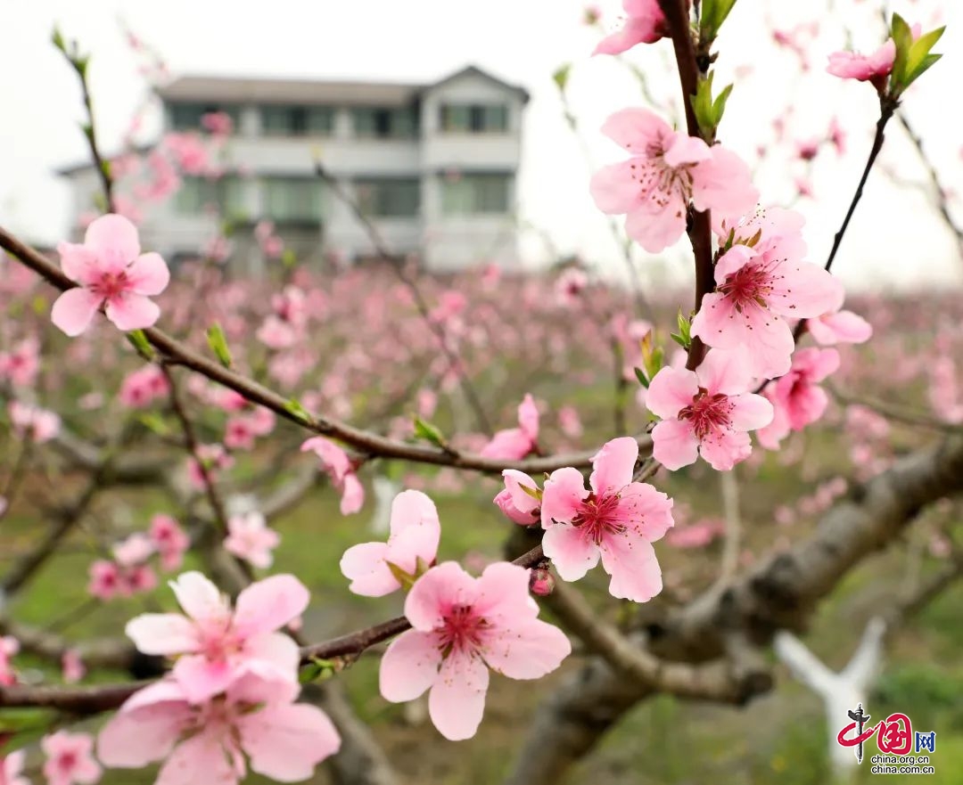 這個春天，闖進前鋒的“桃花世界”！