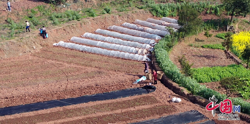 自贡沿滩：高粱种下去 农民富起来