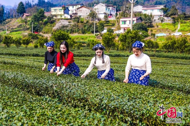 沐川縣：萬畝茶園著綠裳 早春茶“漲”聲響亮