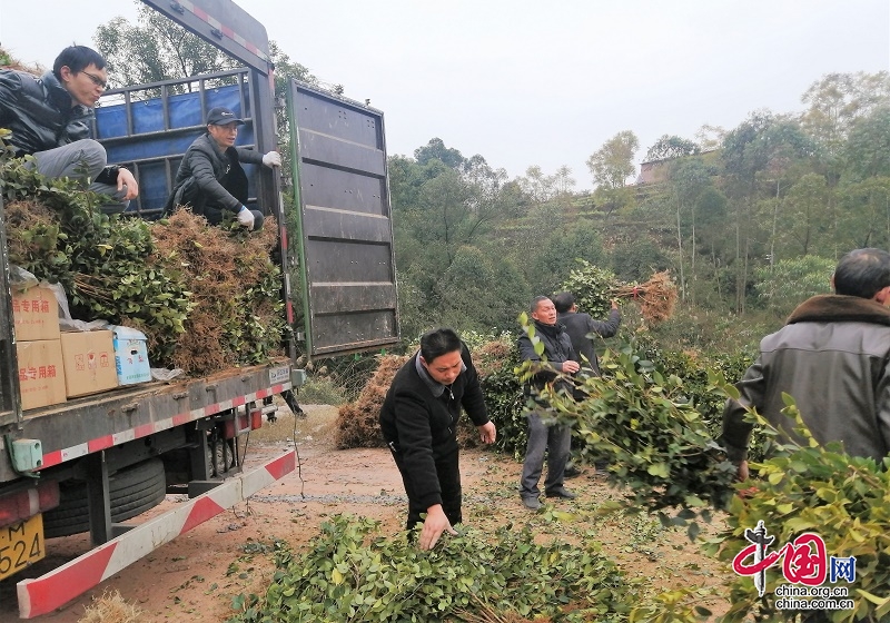 翠屏區全力推進萬畝油茶産業園重點項目落地落實