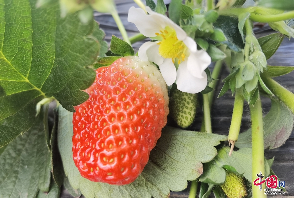 德昌冬草莓因灾市场走俏、价格上扬 甜了顾客 富了农民 