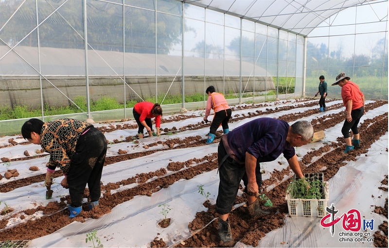 高縣沙河鎮：三月時光好 古驛生産忙