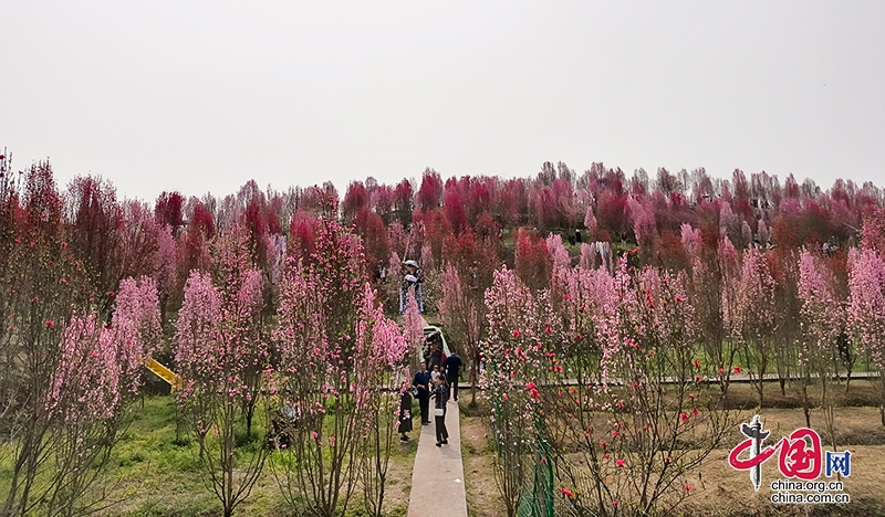 自贡富顺：桃红又见一年春 游人争相赏花