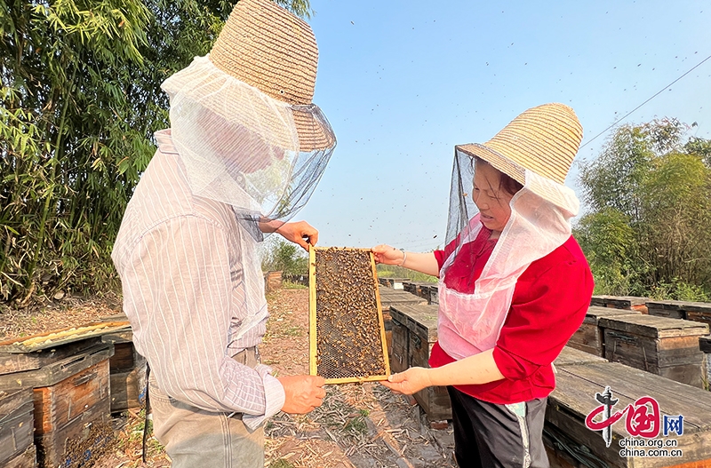 自贡沿滩：追“蜂”人陈茂泉的“甜蜜”生活