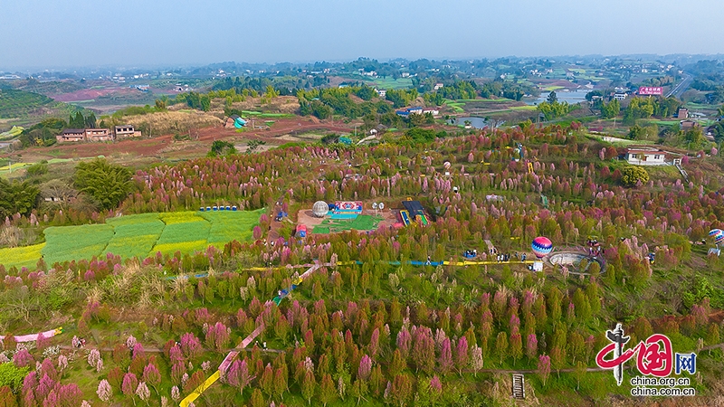 自贡富顺：板桥镇千秋桃花迎客来 打造农旅融合新地标