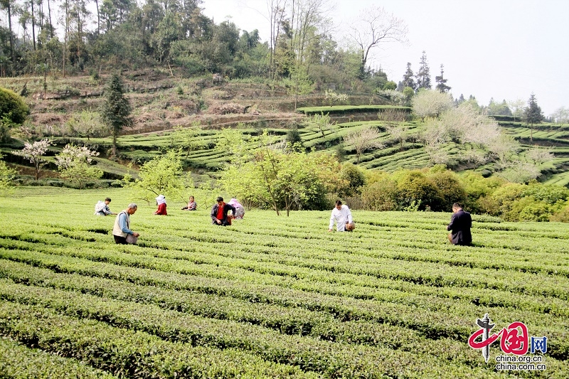 陽春三月好風光  青雲社區茶農採茶忙