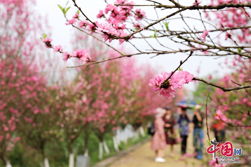 瀘州龍馬潭：桃花競相開 遊人踏春來