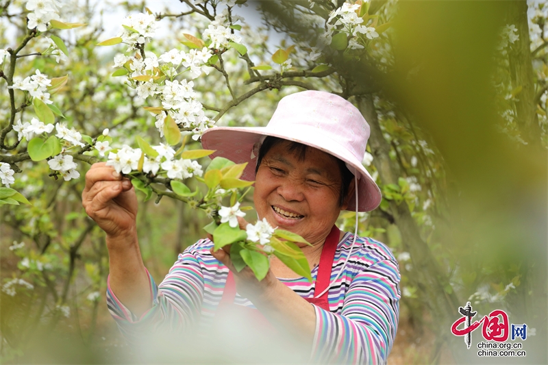 瀘州龍馬潭：梨花壓枝頭 村民待豐收