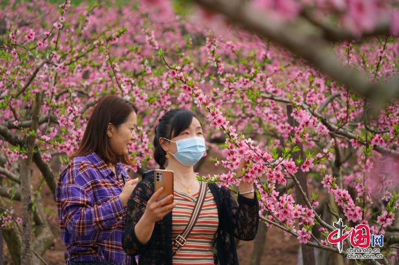 植桃树送香桃 2022年西充县第十届云上桃花季拉开序幕
