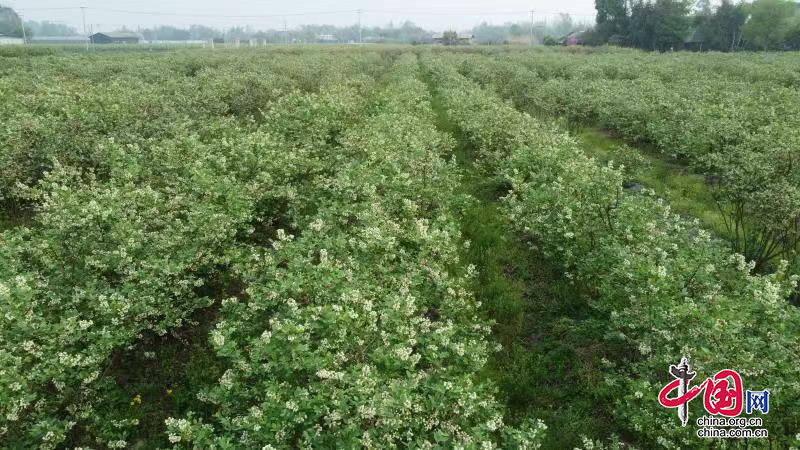 7万余株蓝莓花绽放 四川省产量最大的蓝莓基地进入盛花期