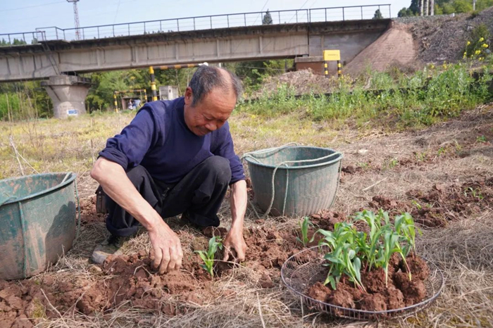 推广玉米大豆带状复合种植