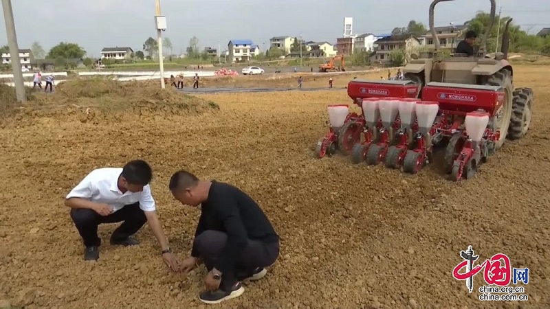 岳池县：推行“玉豆”套种模式  助推农民增收致富