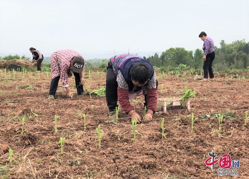 四川長寧：4.8萬畝“訂單”高粱全面進入移栽階段