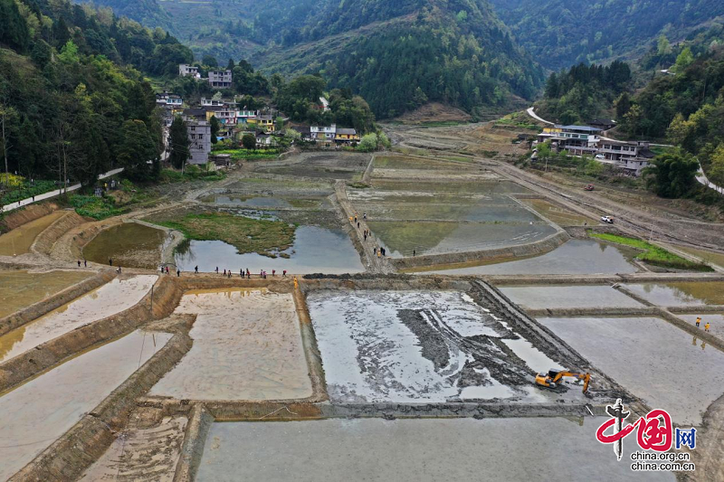 彭水农纲村良田整治好农民种藕忙