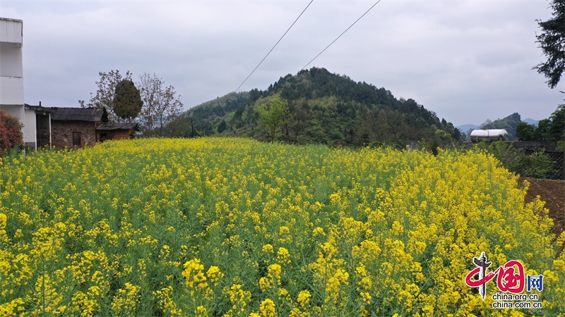 皇華共裕村油菜花燦爛盛開