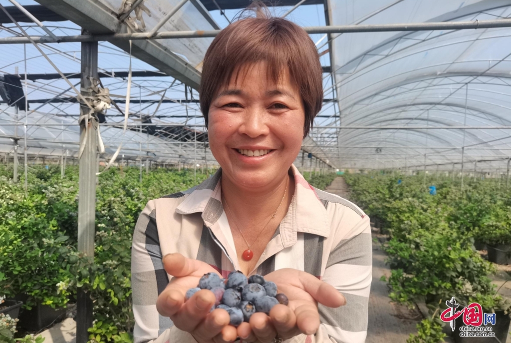 挑战自己种植2万多盆蓝莓 西昌这位大姐很牛