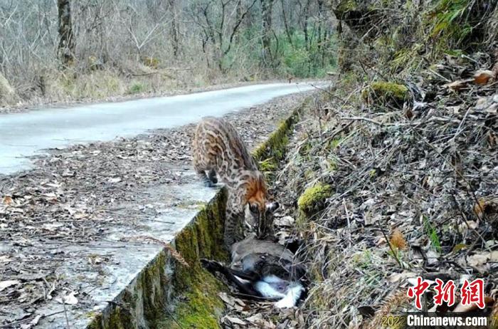 罕见！四川平武老河沟自然保护中心拍到亚洲金猫进食画面