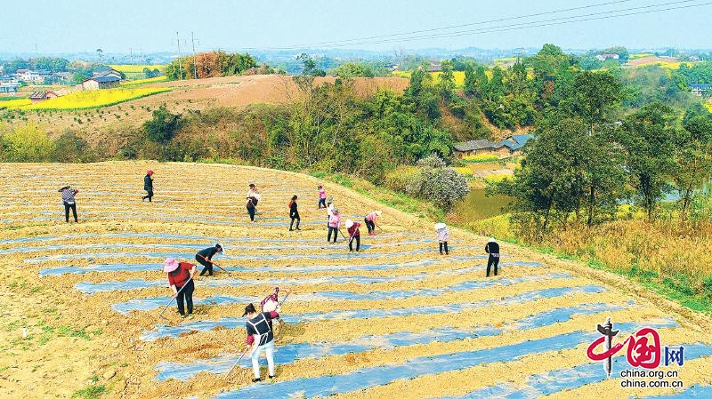 自贡贡井：春耕备耕铺开乡村振兴新画卷