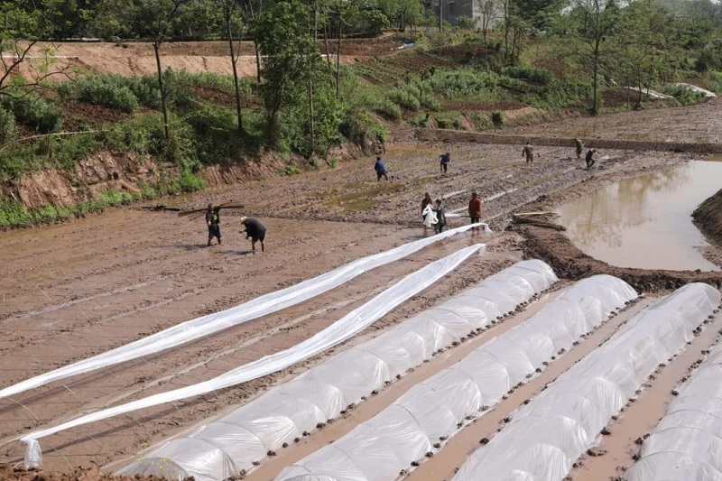 岳池縣羅渡鎮：保障糧食生産安全與特色産業發展同步發力，促進糧食穩産，農業增效，農民增收