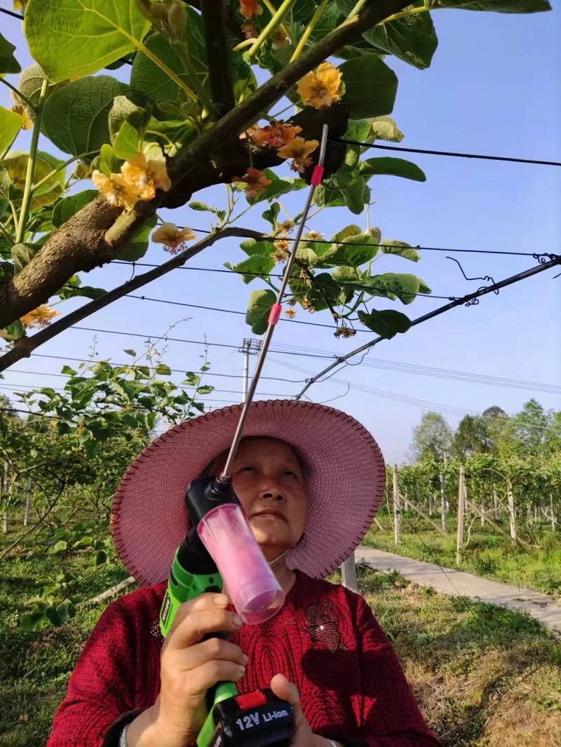 鄰水興仁鎮：紅心獼猴桃園授粉忙，周邊農戶務工收入增