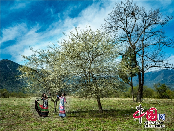 石棉縣：孟獲城野李子花綻放 春意濃