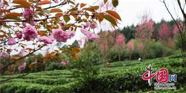 蘆山縣寶盛鄉 ：以茶為媒促進鄉村振興