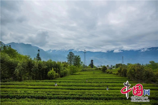 高山雲霧出好茶 又是一年採茶忙