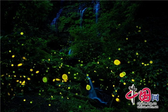 成都邛崍天台山景區迎來2022年第一波螢火蟲飛舞高峰期