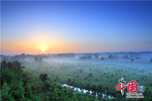 中國蒙頂山·世界茶之源“雲採茶”直播活動在雅安牛碾坪景區舉行