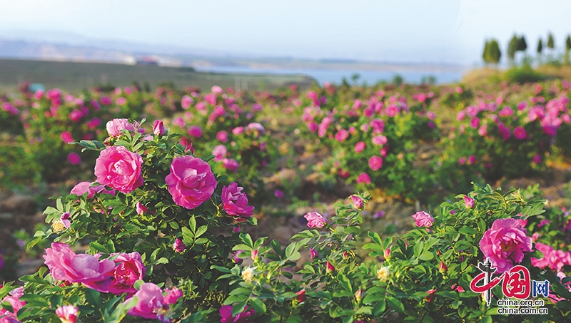 自贡沿滩：最美人民四月天 “致富玫瑰”绽芬芳