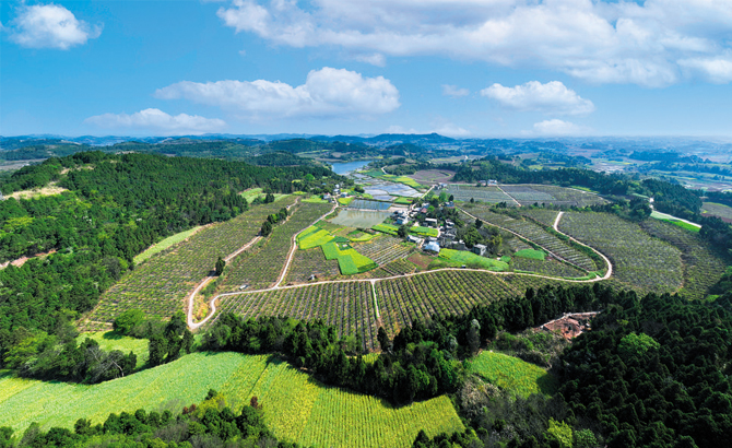 “两项改革”为简阳乡村振兴注入新活力 “落后村”变成“产业村”