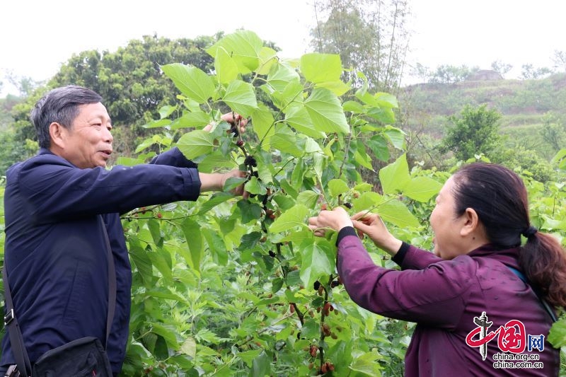 宜賓翠屏：桑葚滿枝採摘熱 果香味甜日子美