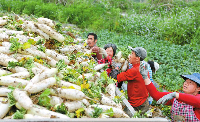 泰山村万亩蔬菜产业基地，村民正忙着将丰收的萝卜装车