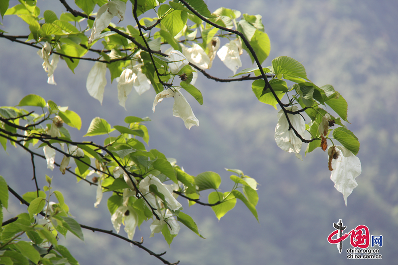 四川沐川：國寶級珙桐“鴿子花”開了