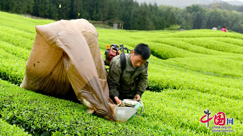 四川沐川：以茶為媒促振興 小茶葉變致富“金”葉
