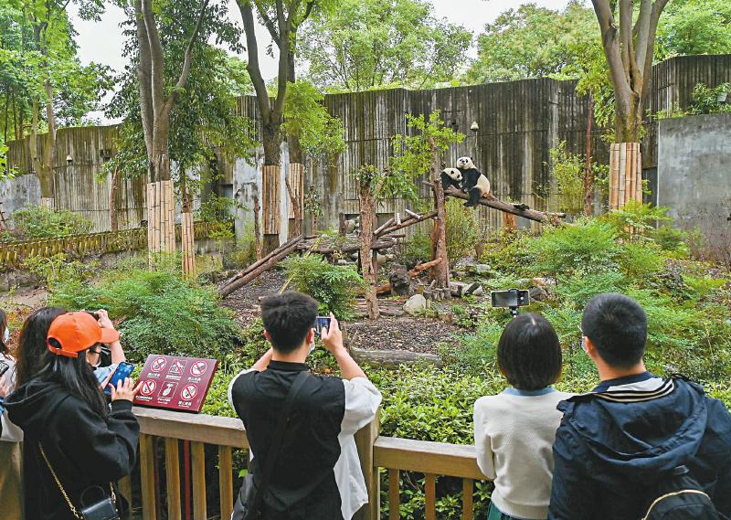 游客参观成都大熊猫繁育研究基地