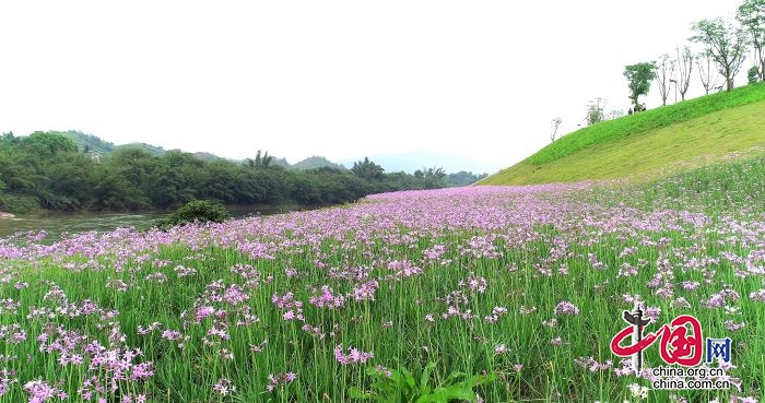 高縣：推行“綠地認養” 讓城市綻放生態之美