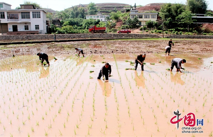 高縣21萬畝水稻進入全面移栽階段