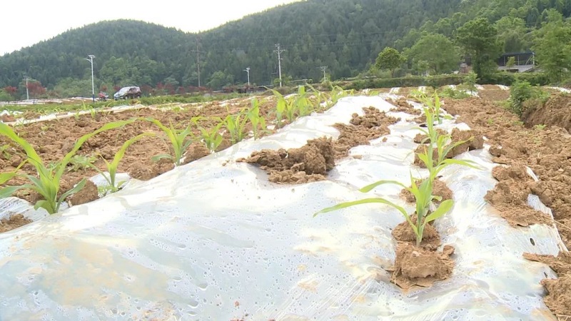 前鋒區桂興鎮：昨日撂荒地 今朝致富田